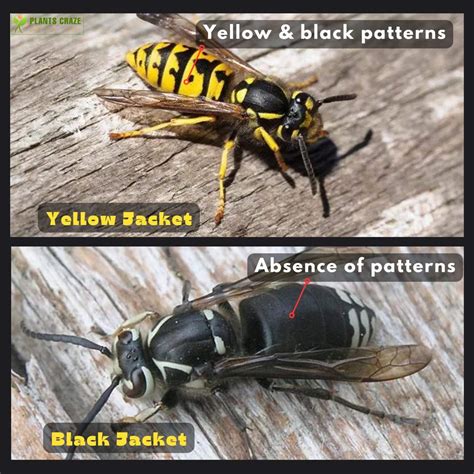 Yellow Jackets Vs Black Jackets: Top 5+ Differences To Tell