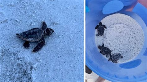 Loggerhead Sea Turtle Hatchlings 的图像结果