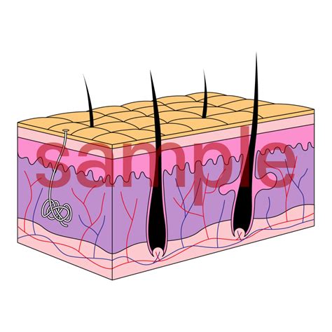 Image result for Python Skin Structure