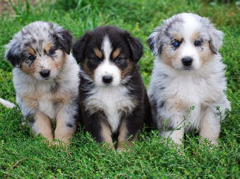 Rules of the Jungle: Australian shepherd puppies | Australian shepherd ...