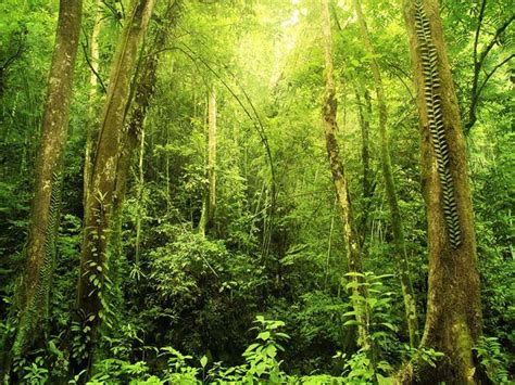 Image result for Forest O2 Vector