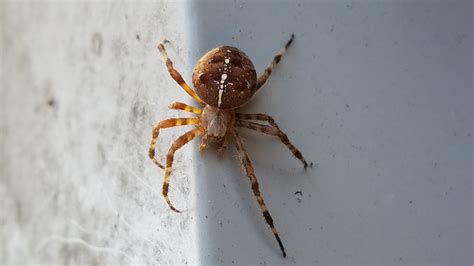 Araneus diadematus (Cross Orb-weaver) in Surrey, British Columbia Canada