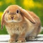Image result for Cute Fuzzy Bunnies