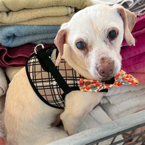 Senior Rescue Dog's Huge Smile While Cuddling With Mom Couldn't Be ...