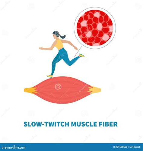 Slow Twitch And Fast Twitch Muscle Fiber Types Illustration ...