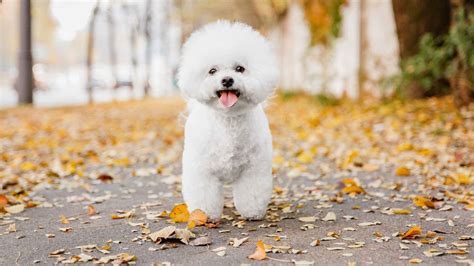 7 Adorable White Curly-Haired Dog Breeds To Consider - Avesei.com