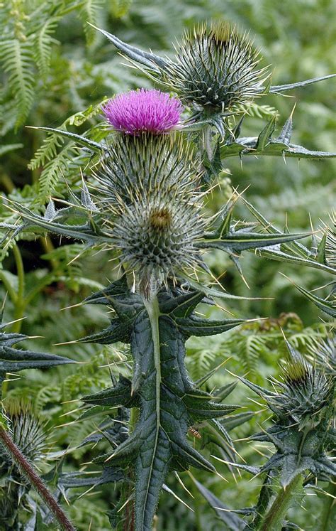Pretty prickly Thistles | everyday nature trails