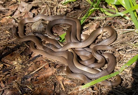 Is this a pile of Rough Earth Snakes (N TX)? They are really happy in ...