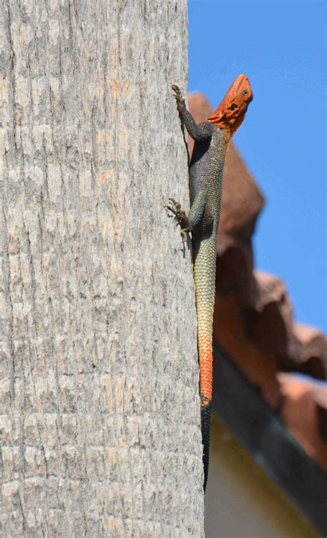 2024 4-H Agamapalooza Citizen Science Project Award Winners