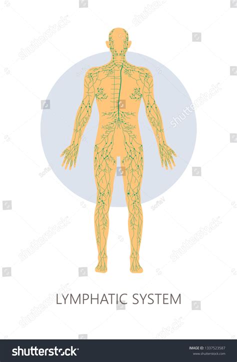 Image result for The Structure Lymphatic System