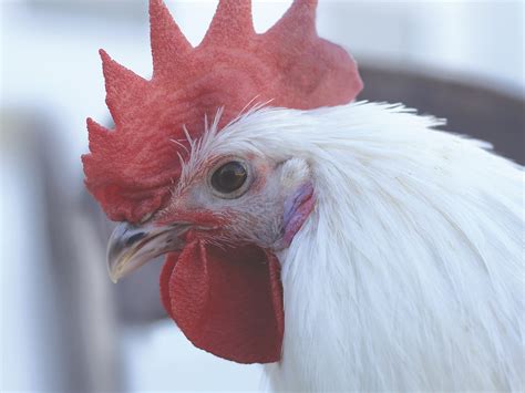 Raising American Bresse with Erik Gordon - Murray McMurray Hatchery Blog