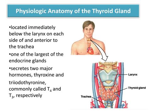 Image result for Thyroid Testing Algorithm