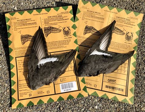Wings from Parts Collection Survey | FWS.gov