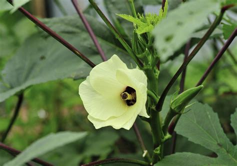 Companions For Okra: What Are Plants That Thrive With Okra In The ...
