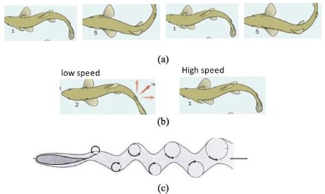 Fish Swim 的图像结果