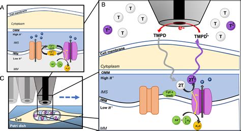 Cytochrome c oxidase deficiency detection in human fibroblasts using scanning electrochemical ...