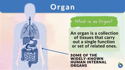Accessory Organ Meaning Anatomy at Patricia Logan blog