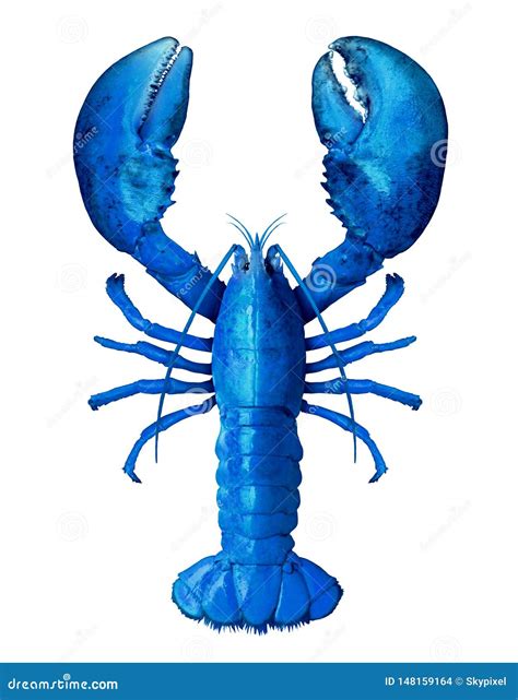 Blue Lobsters Pregnant