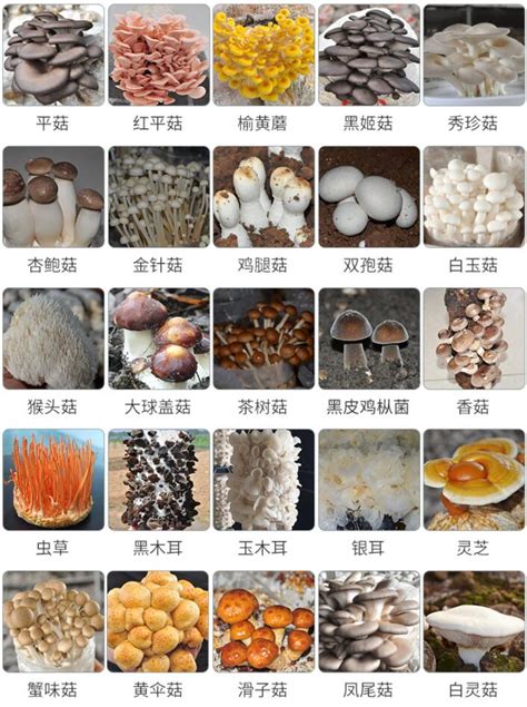 真菌分类表 - 快懂百科