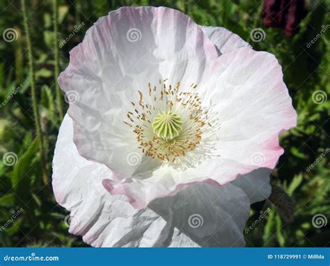 Beautiful White Poppy Flower, Lithuania Stock Image - Image of pistil ...