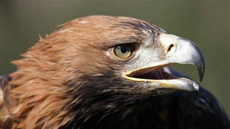 Federal Eagle: The National Bird of Germany - A-Z Animals