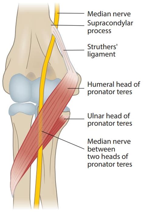Flexor Digitorum Profundus And Superficialis Median Nerve