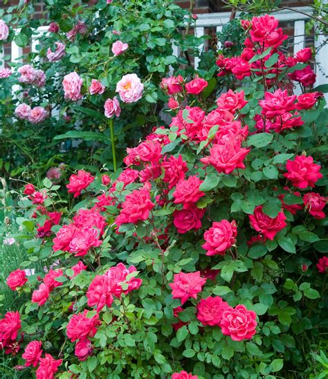 Double Knock Out® - Star® Roses and Plants