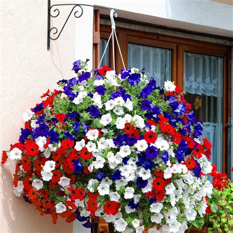 Best Fall Flowers For Hanging Baskets