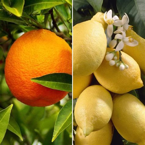 Orange and Lemon Trees | Perfect Partners – Roots Plants