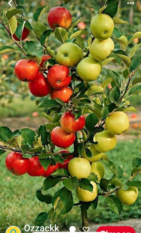 Image result for Fruit Tree Varieties