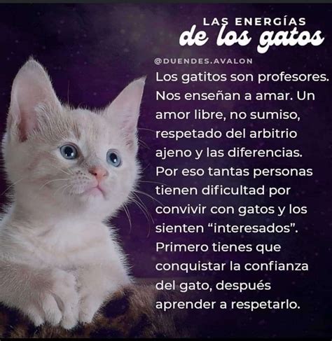 Gatos Bonitos: Los Energías de los Gatos