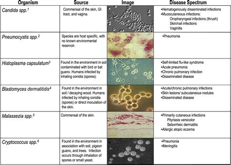 The Virulence of Human Pathogenic Fungi: Notes from the South of France ...