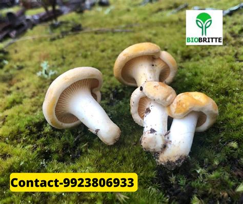 Mushroom spawn online in Osmanabad