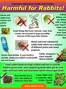 Image result for Rabbit Diet Chart