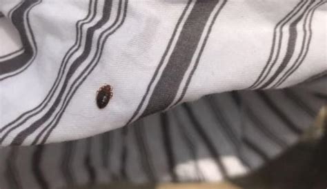 家里床上发现一窝这种小虫子，是啥虫？如何驱除。 - 知乎