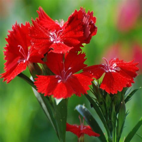 Dianthus Red - SEASONALS|Summer Dianthus Red|Dianthus Red Beauty | Best ...
