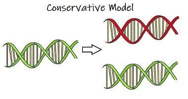 Conservative DNA Replication Model 的图像结果