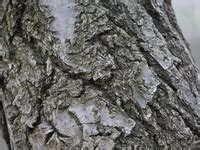 bark no português - dicionário Inglês-Português | Glosbe