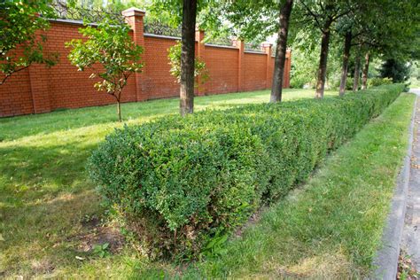How Much Is A Boxwood Bush at Kiara Vaux blog