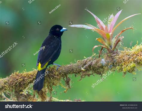 Flame Rumped Tanager Ecuadorian Bird Stock Photo 2234063219 | Shutterstock