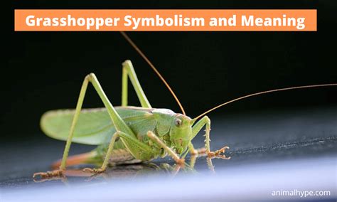 Grasshopper Symbolism and Meaning (Totem, Spirit and Omens) - Animal Hype