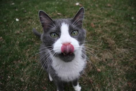 Is Bromeliad Toxic to Cats? - Plants Craze