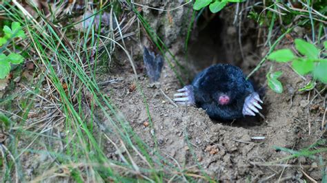 Repel Moles 的图像结果