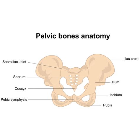 Pelvic bones anatomy labeled | Premium Vector
