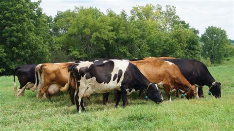 Best Dairy Cow Breeds in Kenya 2025:Friesian,Jersey,Ayrshire