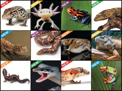 Image result for Lizard CPR