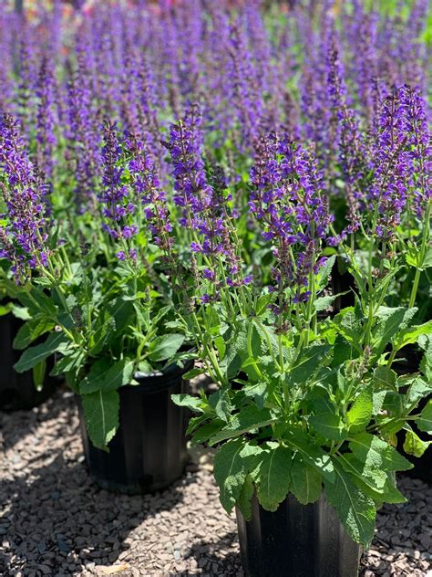 Salvia n. ‘May Night’; May Night Meadow Sage – Feeney's Wholesale Nursery