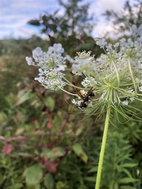 Half wasp Half mantis : r/WASPs