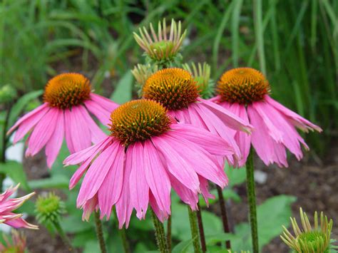24 Great Varieties of Echinacea (Coneflower)