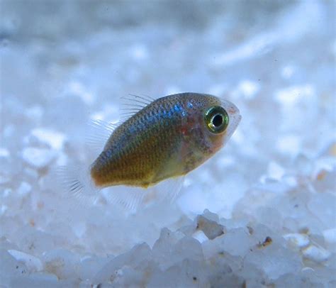 Baby Fish 的图像结果